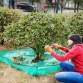 moonoom Landscape Tarp for Trimming, 78.7"x78.7" Pruning Tarp with 12 inch Hole, Waterproof Bush Trimming Tarp Shrub Trimming Catcher with Four Corner Buckles for Easy Fastening and Leaf Collection. 