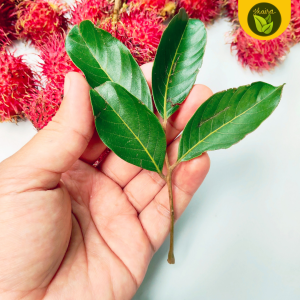 rambutan fresh leaves 10 pcs