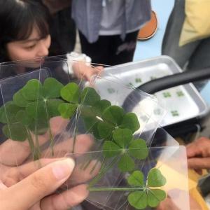 【Clementty】 1 5 10Pcs Lucky Clover Postcards Natural Grass Transparent Wishing Cards For Bookmarks