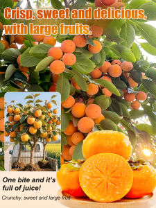 Persimmon Tree Persimmon Sapling / Balcony Planting Indoor Potted Plant / Bright Color Full Fruit Strong Adaptability / Gardening Courtyard Greening For Housewife Healthy Lifestyle