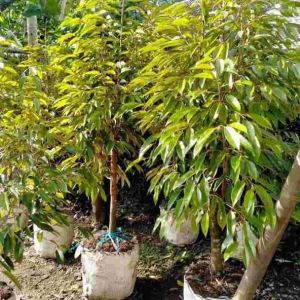Bibit Durian Siap Berbuah usia 2-3 tahun Tinggi 2 meter