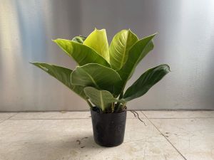 Cây trầu bà đế vương lá vàng cao 25-35cm cây cảnh mini  kiểng lá phong thủy để bàn trồng trong nhà văn phòng SaZat Plant