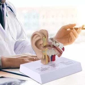 1.5 Times Life Size Human Ear Model Scientific Anatomy Teaching Supplies Anatomical Study Display Professional School Resource Tool