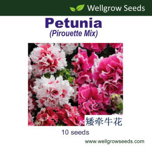 Petunia Pirouette Mix (10 sds) Flower Seeds Wellgrow Seeds