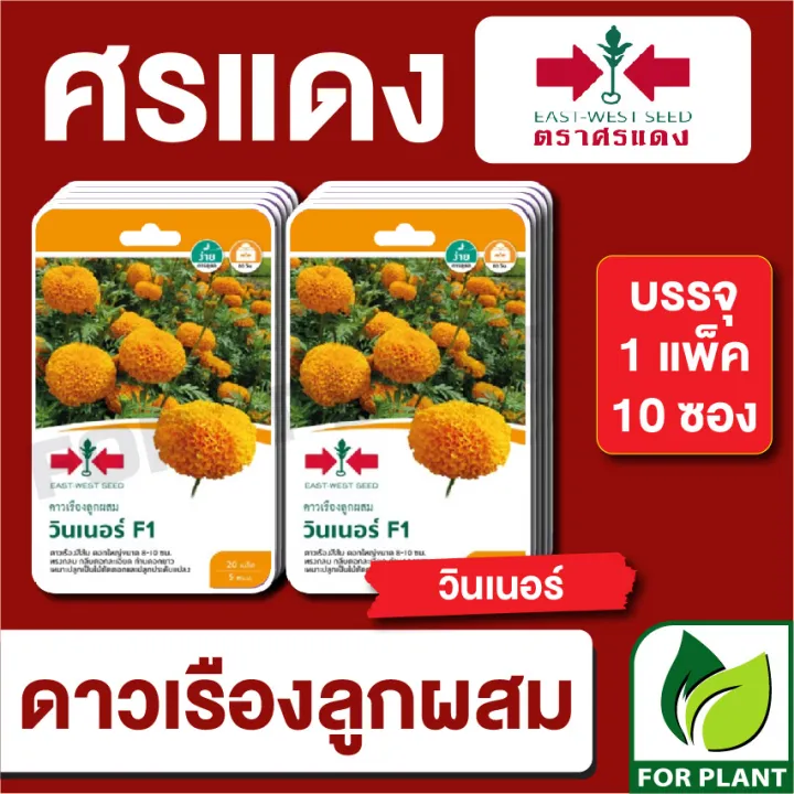 เมล็ดพันธุ์ดาวเรือง วินเนอร์GG F1 ศรแดง แพ็ค 10 ซอง
