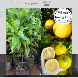 Cây Vú Sữa Hoàng Kim cao 80cm quả mọng siêu trái | Cây ăn quả giàu dinh dưỡng giá trị kinh tế cao cây trồng từ hạt chuẩn F1 chất lượng!