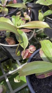 ต้นหม้อข้าวหม้อแกงลิง (หม้อลาย) 🎋 กระถาง 4 นิ้ว 🤗🎉 หม้อข้าวหม้อแกงลิง | ราคาถูกพิเศษจากสวนระยอง | สุดคุ้ม "Nepenthes" พร้อมส่งทั่วประเทศ🪴🌿🌱