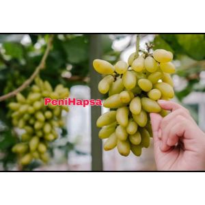 Bibit Anggur Import Banana Super Grafting