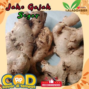 Jahe Gajah segar fresh super besar jumbo  murah 250gram | Ginger Elephant - tokolaladonbgr
