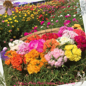 1 Ký Cành Giống Hoa Mười Giờ TRẮNG VIỀN TÍM Thái Kép Màu Mới Cành Tơ Siêu Khỏe Ra Rễ Sau 3 Ngày 377 Click 24 Giờ