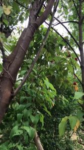 【Rẻ】Kéo cắt tỉa cành cao có dây thừng - kéo hái hoa quảkéo