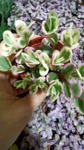 TRICOLOUR Succulents plants