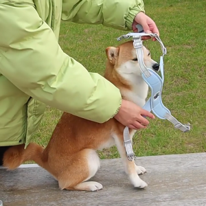 Dây dắt chó không kéo Áo cho thú cưng với kim loại rắn D-ring cho chó trung bình nhỏ không thắt phản chiếu khai thác với dây xích