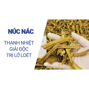 Vỏ Núc nác khô 100g hoàng bá nam thái phiến vàng sạch hỗ trợ giảm dạ dày bổ phế giảm ho