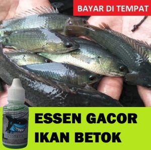 BAYAR DI TEMPAT Essen Super Gacor Ikan Betok Isi 30ml