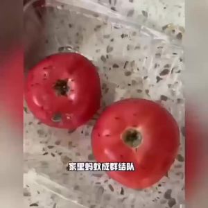 MY仓发货 蚂蚁药强效全窝端家用非无毒厨房室内野外菜地灭蚁清一窝端灭蚁药