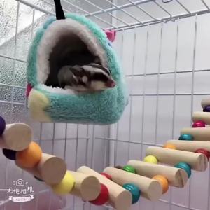 【DANDELION】Soft Hamster House Rabbit Guinea Pig Parrot Nest Animal Sleeping Bed Comfortable Squirrel Warm MatHammock Tent