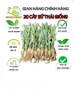 combo 20 cây sứ thái giống ship nhổ cây