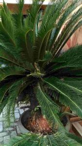 MEJA RIAS LUXURY KOSUL RIAS BOMBAY EROPA CUSTOM MODERN GOLD UKIR MEWAH BERKUALITAS