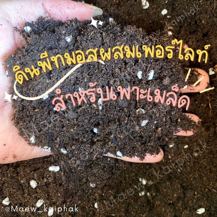 พีทมอส 50 กรัม สำหรับเพาะต้นกล้า