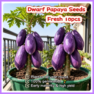 100% Legit High Germination 10pcs Purple Papaya Seeds for Planting Fruit Tree High Yield Red Lady Dwarf Papaya Seed Balcony Purple Papaya Fruit Seeds Fresh Papaya Seedlings Bonsai Papaya Plant Seeds for Garden Sweet Papaya Seeds Indoor Outdoor Planting