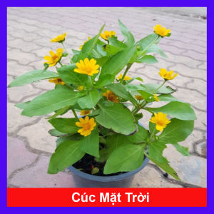 Cây Hoa Cúc Mặt Trời mang lại may mắn cây cao 30cm video thực tế