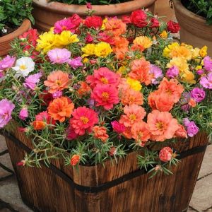100pcs vietnam moss rose portuluca cuttings