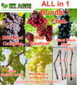 Alfredo poot Grape Cuttings Seedless and Seeded 5 colors grapes all-in 1 collection Grapes cuttings - Red Cardinal Blue Red Catawba Brazillian Hybrid Green Black Ribier Grapes White Muscat of alexandria Grapes. 