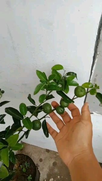 Buyer review video 5