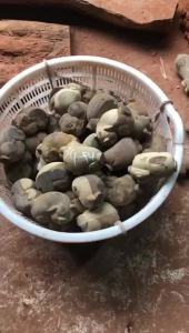 Ebony Wood Carved Pig Living Room Ornament Pig   Twelve Zodiac Signs Characteristics   White Pig Real Carving / Wood Craft