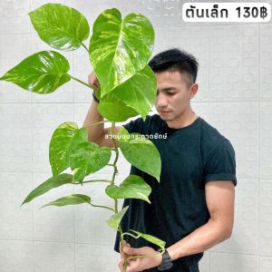 พลูด่าง พลูยักษ์ ต้นพลู ไม้ด่างยักษ์ ใบฉีก ไม้ฟอกอากาศ