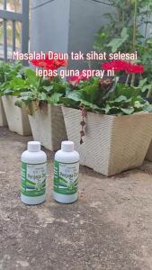 Tolak Ulat & Serangga Tanpa Racun Keras! Semburan Serangga 300ml Selamat & Berkesan Sesuai Untuk Ros Orkid Bunga Kertas Pokok Dapur & Succulent Kawalan Afid & Kutu Dari Akar Hingga Daun Mesra Tanaman & Mudah Guna