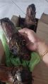 Benih Anak Pokok Pisang Emas (dikorek Dari pokok induk). 