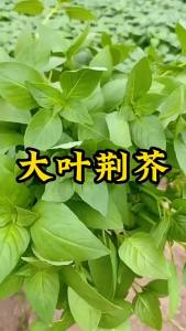 Chinichina Henan large-leaf chinichina four-season small greens authentic farmhouse garden potted vegetables