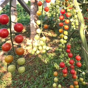 Sweet Aperitif Tomato มะเขือเทศ ที่มีรสชาติหวานมาก ลูกดก มีระดับความหวานอยู่ 13 Brix 1ชุด 10 เมล็ด พร้อมส่ง