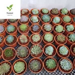Succulents 3pots 6 inch pot each comes in random colour/design.