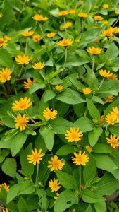 Tanaman Hidup | Helianthus ( Bunga Matahari Mini )