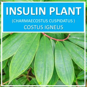LIVE PLANT : INSULIN PLANT (இன்சுலின் செடி) • CHAMAECOSTUS CUSPIDATUS • SPIRAL GINGER • COSTUS IGNEUS • SUGAR DESTROYER PLANT • NATURE’S INSULIN