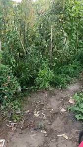 บริสุทธิ์ รั้วบ้านรั้ว DIY รั้วสีขาว รั้วบ้าน รั้วผัก รั้วพลาสติก รั้วตกแต่งสวน รั้วปลูกต้นไม้ สดใหม่