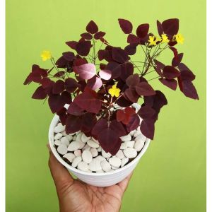 bibit calincing ungu / fire fern rubra (oxalis hedysaroides)