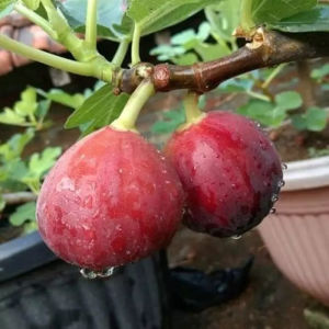 Bibit Buah Tin Merah Jumbo Hasil Cangkok