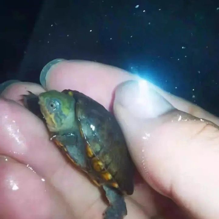 【店铺热门爆款】小种红面蛋龟受精孵化蛋包受精包孵化送孵化工具 | Lazada