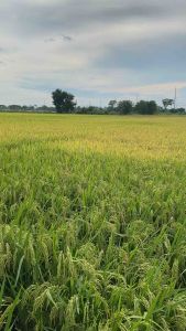 ลมเบ่งข้าว สั่งเบ่ง1 กก เพิ่มน้ำหนัก สร้างแป้ง ข้าวออกสุดรวง