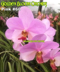GBO Regina - Orchids: Sun Vanda Flowering SIze (with ID with pot and wire)