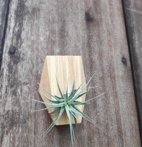 Tillandsia Ionantha Feugo/ 空气凤梨- 福果精灵