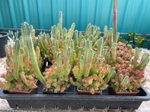 ตอบลูคริส Myrtillocactus geometrizans ฟอร์มกอสีฟ้า สวยมากน้องจะ เปลี่ยนสีใบไปตามสภาพอากาศ (วางไว้ในแดดจัดสีจะแดง ถ้าวางในร่มแใบจะเป็นสีฟ้าเขียว ) อยู่ในกระถาง 4-8 นิ้ว ส่งแบบเคาะดิน