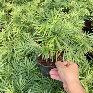 ต้นปาล์มไผ่ ต้นไม้ฟอกอากาศ กระถาง 4 นิ้ว ต้นไม้ปลูกในอาคาร