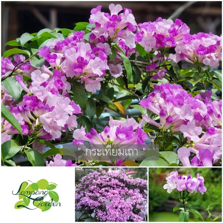 7 อันดับ อุปกรณ์ตกแต่งสวน และเครื่องมือทำสวนยอดนิยม ประจำปี 2025 ที่คนรักสวนต้องมี!