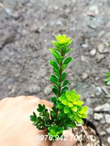 Tùng Ngọc Trai cao 15cm - CÂY GHÉP