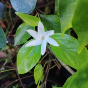 MM - Cak perdik (herbs) live plant sappling